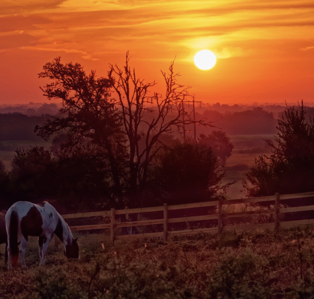 Austin: Maverick Horsemanship Trail Ride